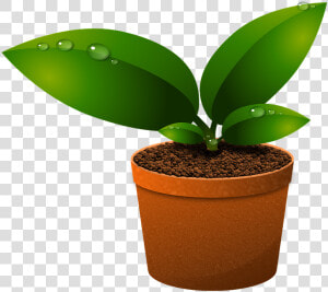 Green Leaves  Plants  Growth  Foliage  Vase  Vegetation   Components Of Ecosystem In Hindi  HD Png Download