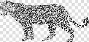 Snow Leopard Cheetah Clip   Leopard Black And White  HD Png Download