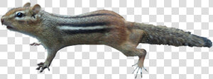 Isolated  Chipmunk  Animal  Nager  Mammal  Squirrel   Бурундук Png  Transparent Png