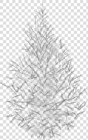 Sketch Of A Canaan Fir   Tree Pine Sketch Png  Transparent Png