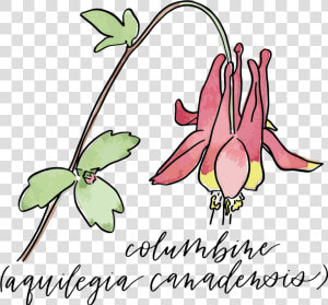 Transparent Columbine Png  Png Download