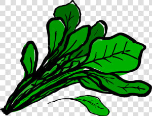 Huge Collection Of Celery Clipart   Clipart Spinach Transparent Background  HD Png Download