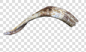 Horn  Horns  Bock  Goat  Billy Goat  Head  Isolated   Goat Horns Png  Transparent Png