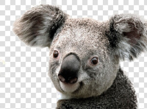 Koala Png Image Background   Transparent Background Koala Png  Png Download