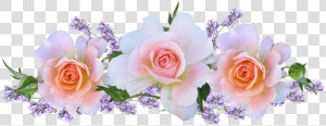 Lavender Roses Images   Lavender With Roses Petals Hd  HD Png Download