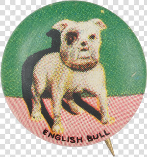 English Bull Art Button Museum   Bull And Terrier  HD Png Download