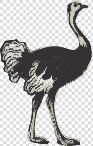 Flightless Bird cranelike Bird animal Figure   Ostrich  HD Png Download