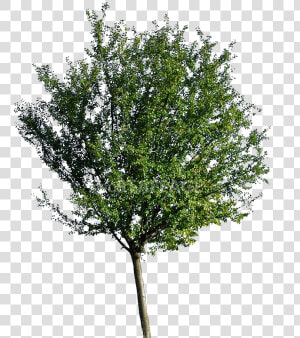 Arbol De Neem Png  Transparent Png