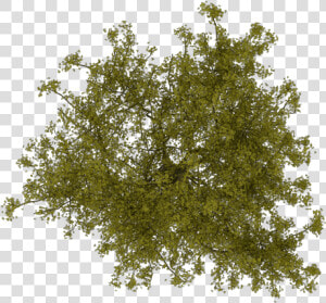 Arboles En Planta Png  Transparent Png