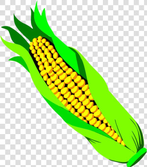 Corn Ear Of Clipart Transparent Png   Ear Of Corn Png  Png Download