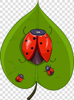 Ladybugs  Leaf   Ladybird Beetle  HD Png Download