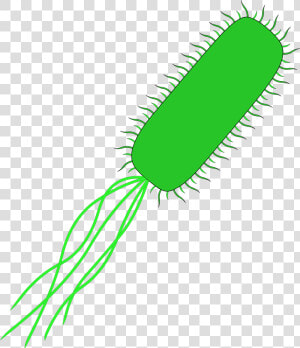 Svg Transparent Stock Bacteria Transparent E Coli  HD Png Download