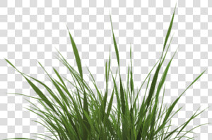 Drawn Texture Grass   Transparent Grass Png Texture  Png Download