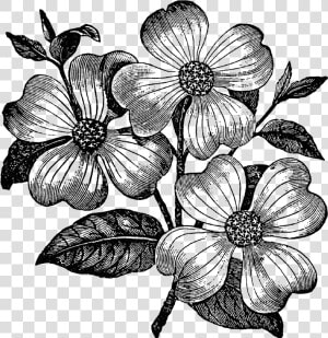 Dogwood Flower Clip Art  HD Png Download