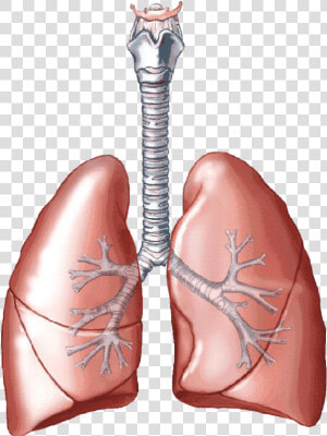 Lungs Clipart Pulmones   Biology Lungs  HD Png Download