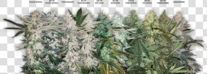 Bg Weed Strain   Png Download   Bulk Seeds Sour Diesel  Transparent Png