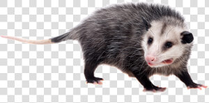 Opossums With White Background  HD Png Download