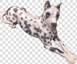 Dalmatian Dog Whippet Great Dane Dog Breed Italian   Dalmastion Grey Hound  HD Png Download