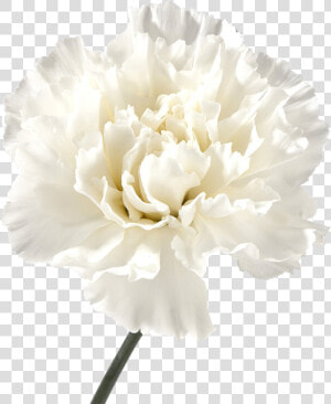 Carnation Flowers Png Image File   White Carnation Flower  Transparent Png