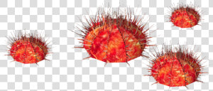 Sea Urchin Whalebite   Transparent Urchin  HD Png Download