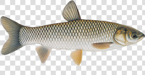 Grass Carp Fish Diagram  HD Png Download