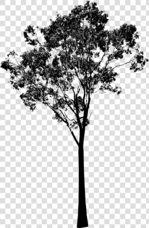 Transparent Tree Clipart Black And White   Eucalyptus Tree Silhouette  HD Png Download