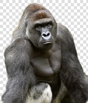 Harambe Face Png   Gorilla Harambe  Transparent Png