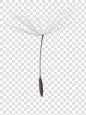 Dandelion Png Picture   Dandelion Seed Transparent Background  Png Download