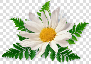 Summer Flowers Png   Chamomile Png  Transparent Png