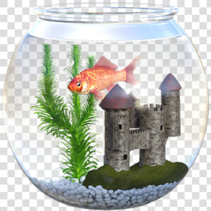 Fish  Bowl  Goldfish  Fishbowl  Aquarium  Food  Orange   Akvárium Png  Transparent Png