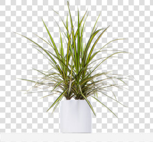 Yucca Plant Png  Transparent Png