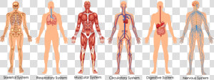 Functional Integrative Spinal Correction   Body Systems Diagram  HD Png Download