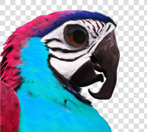 Umphsothegreater Birb Profile   Macaw  HD Png Download