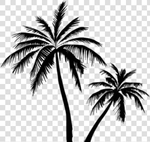 Coconut Tree Vector Free Clipart   Png Download   Coconut Tree Vector Png  Transparent Png