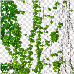 Ivy  Vine  Vines  Transparent  Green Vines   Illustration  HD Png Download