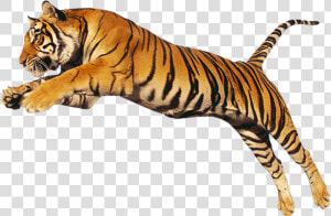 Transparent Tiger Png   Bengal Tiger Transparent  Png Download