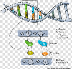 Transparent Dna Clipart Png   Allele In Dna Diagram  Png Download