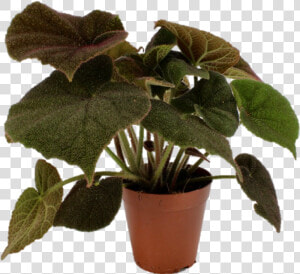 Houseplant  HD Png Download