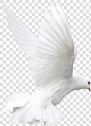 Rock Dove Bird White Animal   White Doves Png  Transparent Png