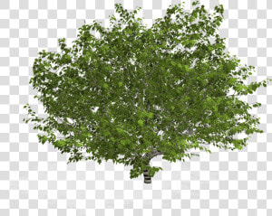 Tree In Plan Png   Arbol En Planta Png  Transparent Png