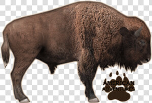 Zoo Tycoon 2 Bison  HD Png Download