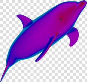 Neon Dolphins Are Cute ✧   Transparent Background Dolphins Animated Gif  HD Png Download