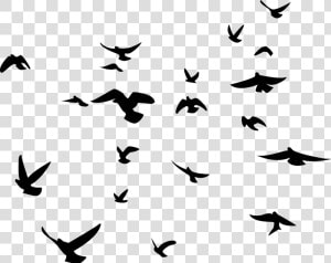 Bird Background Birds Transparent   Flock Of Birds Silhouette Png  Png Download