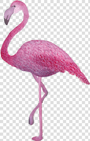 Greater Flamingo  HD Png Download