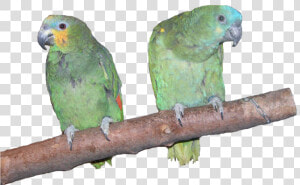 Amazon Parrots  HD Png Download