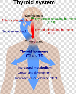 Thyroid System  HD Png Download