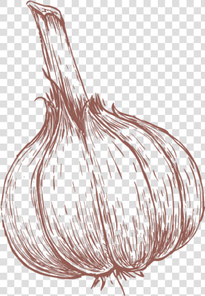 Garlic Drawing   Png Download   Drawn Garlic  Transparent Png