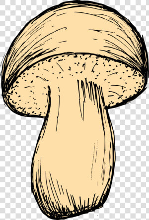 Mushroom Drawing 3   Mushroom  HD Png Download