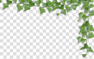 Transparent Ivy Border Png   Alpha Kappa Alpha Sympathy  Png Download