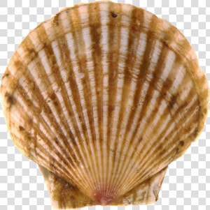 Seashell Png   Scallops Png  Transparent Png